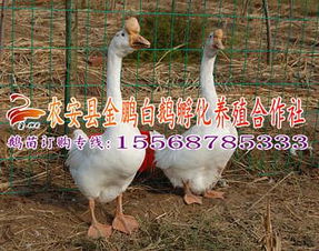 品种展示 农安县金鹏白鹅养殖专业合作社