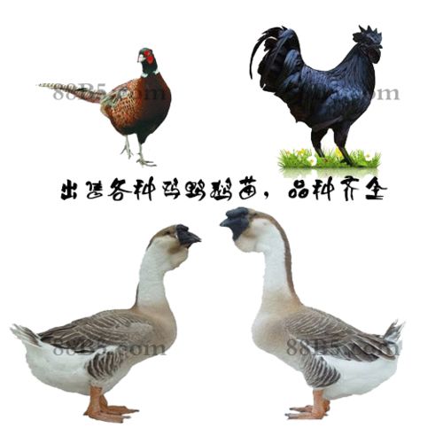 【养殖)娄底新化鹅苗+批发价-大种鹅苗孵化厂欢迎您】- 