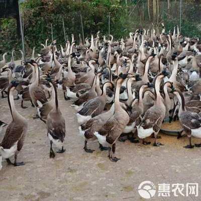 白鹅苗 灰鹅苗 三花鹅苗 马岗鹅苗 狮头鹅苗 脱温鹅苗