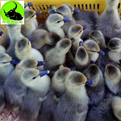 广东湛江大白鹅苗孵化场