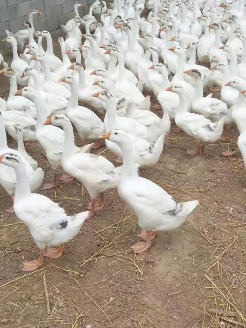 任丘大品种鹅苗技术重点