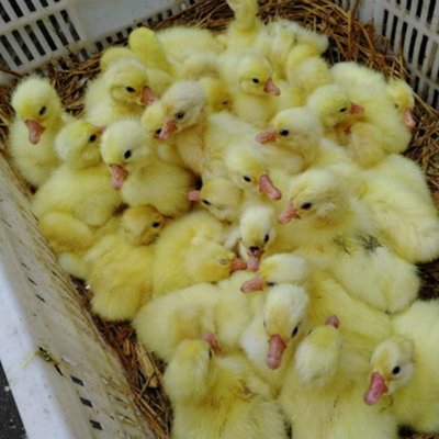 只江西鹅苗 幼鹅仔苗1只 想买小鹅苗 1000只鹅苗