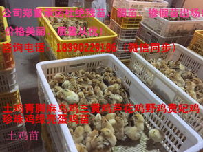 太原大型孵化场养鸡养鸭养鹅,长期出售鸡苗鸭苗鹅苗