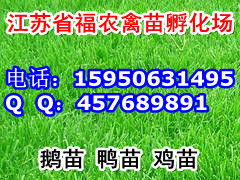 浙东白鹅苗配套图片