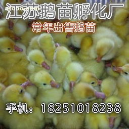 ,价格,厂家,供应商,家禽,沭阳县花乡孵化场 热卖促销
