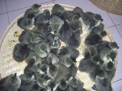 广西狮头鹅苗、南宁狮头鹅苗、广西狮头鹅苗孵化场、广西狮头鹅苗批发-广西狮头鹅苗-广西农大鹅种场 产品展示(广西狮头鹅苗、南宁狮头鹅苗、广西狮头鹅批发)-金泉网
