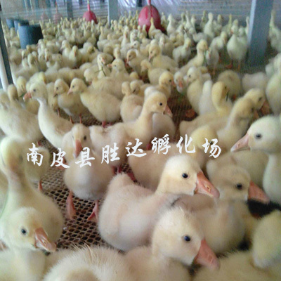 鹅苗价格,鹅苗行情