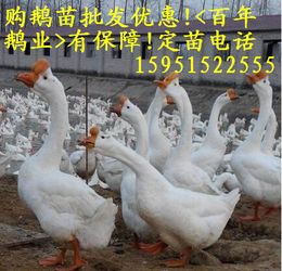 瓦房店鹅苗价格行情