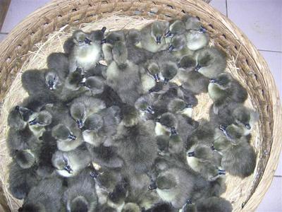 广西狮头鹅苗、南宁狮头鹅苗、广西狮头鹅苗孵化场、广西狮头鹅苗批发