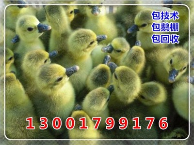 荆门市东宝区哪里有杂交鹅苗孵化厂A万家兴鹅苗孵化场