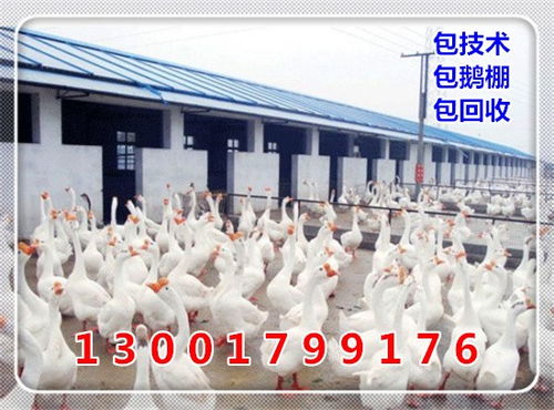 金坛鹅苗 马岗鹅 金坛鹅苗孵化场