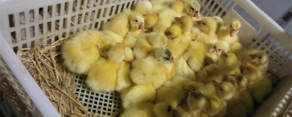 三花鹅苗批发市场 皖西鹅苗价格 大种白鹅苗供应 贵州肉鹅苗孵化基地