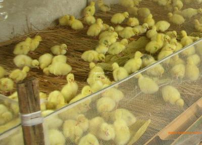 江西鹅苗孵化场 新乡白鹅市场价格 江苏鹅苗孵化场,江西鹅苗孵化场 新乡白鹅市场价格 江苏鹅苗孵化场生产厂家,江西鹅苗孵化场 新乡白鹅市场价格 江苏鹅苗孵化场价格 - 百贸网