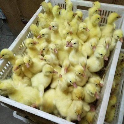 大品种鹅苗孵化场出壳肉鹅雏小鹅白色大鹅脱温公母一斤育雏