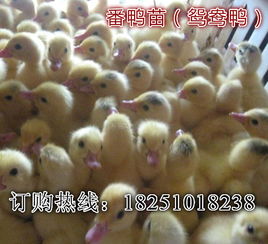 沭阳县花乡孵化场 – 