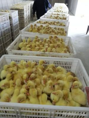 【盛德孵化场常年孵化鹅苗,鸭苗品种多价格优惠!图片】盛德孵化场常年孵化鹅苗,鸭苗品种多价格优惠!图片大全 - 盛德孵化场