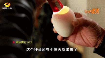 养1只鹅取3斤肝!“鹅司令”养鹅卖鹅有妙招 年产值5000万