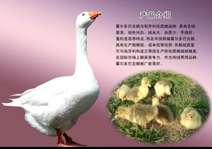 甘肃鹅苗批发价格鹅苗孵化基地 鹅苗价格图片_高清图_细节图-山东盛鲁鹅业((个体经营)