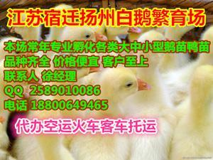 鹤价格_鹤批发_鹤供应商-到搜了网鹤频道_第4页