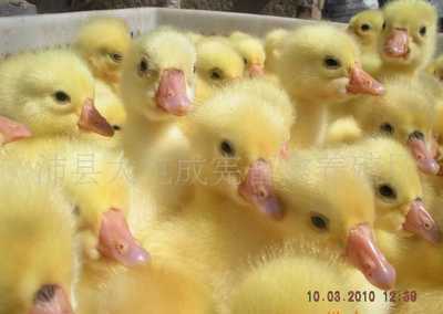 辽宁鹅雏孵化厂_世界工厂网全球企业库